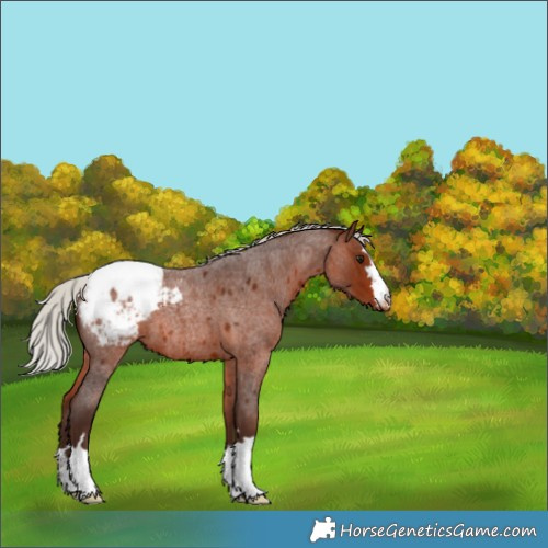 Horse Color:Silver Brown Roan Snowcap 