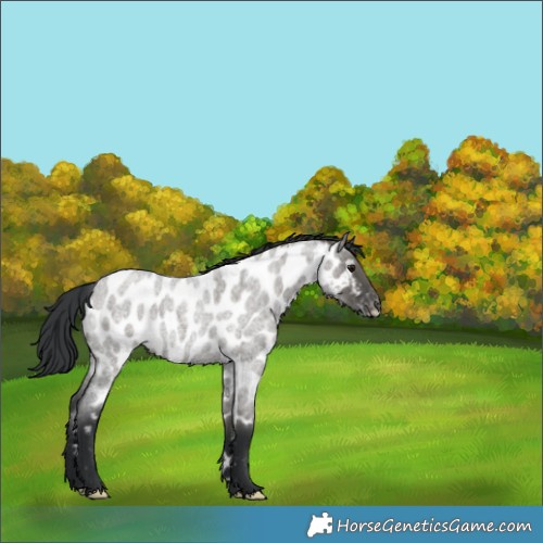 Horse Color:Grullo Roan Appaloosa Rabicano