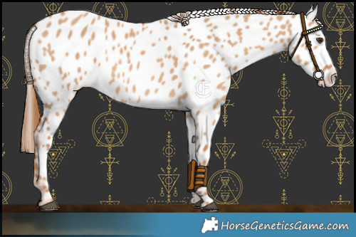 Horse Color:Red Dun Appaloosa