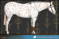 Horse Color:Red Dun Near Leopard