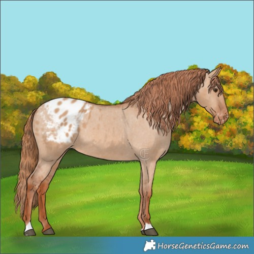 Horse Color:Red Dun Appaloosa 
