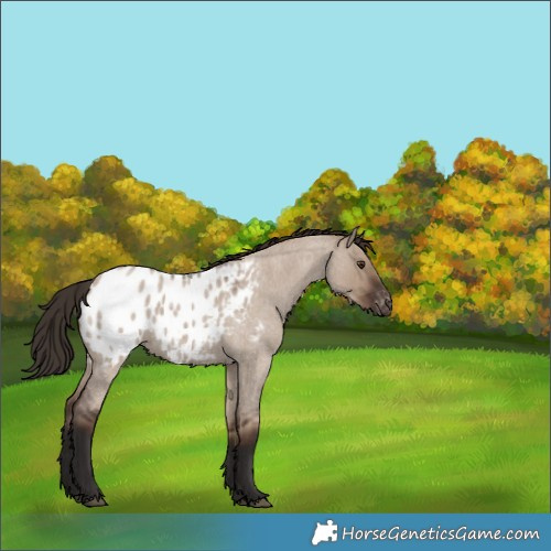 Horse Color:Liver Red Dun Roan Blanket Rabicano 