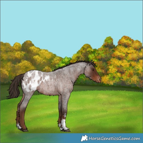 Horse Color:Liver Red Roan Sabino Appaloosa Rabicano