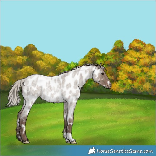 Horse Color:Silver Grullo Roan Near Leopard Rabicano 