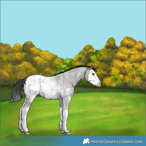 Horse Color:Grullo Roan Sabino Splash Appaloosa Rabicano 