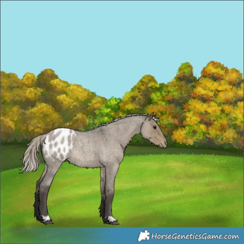 Horse Color:Silver Smoky Grullo Roan Appaloosa 