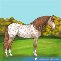 Horse Color:Red Dun Appaloosa 
