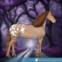 Horse Color:Red Dun Appaloosa