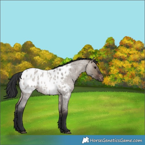 Horse Color:Brown Roan Dun Blanket Rabicano 