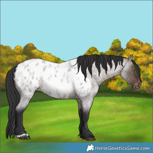 Horse Color:Brown Roan Dun Blanket Rabicano 