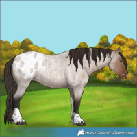 Horse Color:Liver Red Dun Roan Tobiano Appaloosa 