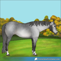 Horse Color:Gray Black Appaloosa 