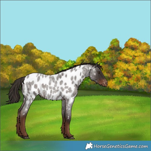 Horse Color:Liver Red Roan Near Leopard 