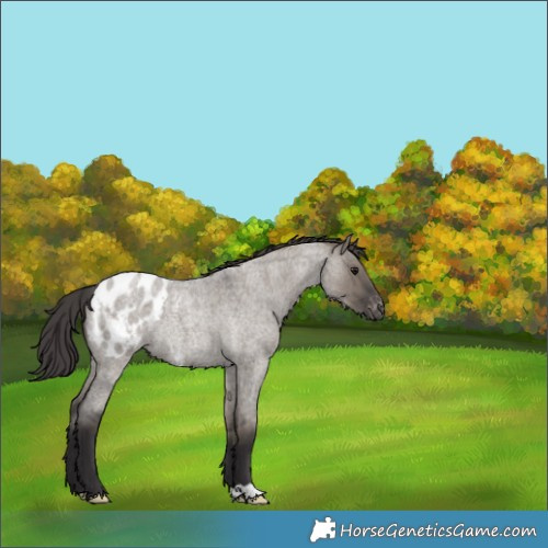 Horse Color:Smoky Grullo Roan Appaloosa Rabicano 