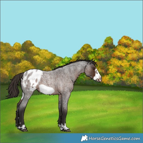 Horse Color:Liver Red Roan Frame Appaloosa 