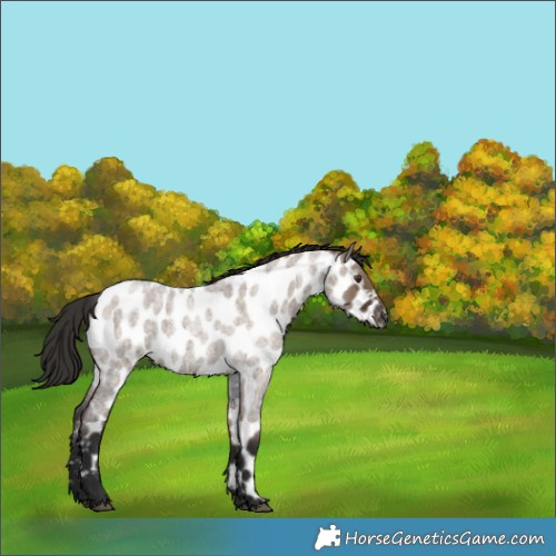 Horse Color:Liver Red Dun Roan Near Leopard Rabicano 