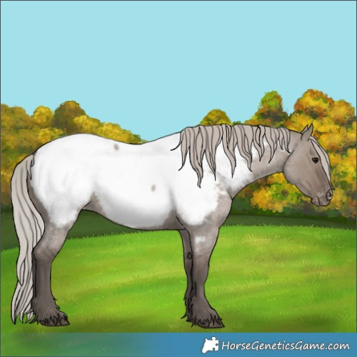 Horse Color:Silver Grullo Roan Near Fewspot 