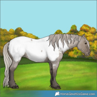 Horse Color:Silver Grullo Roan Near Fewspot 