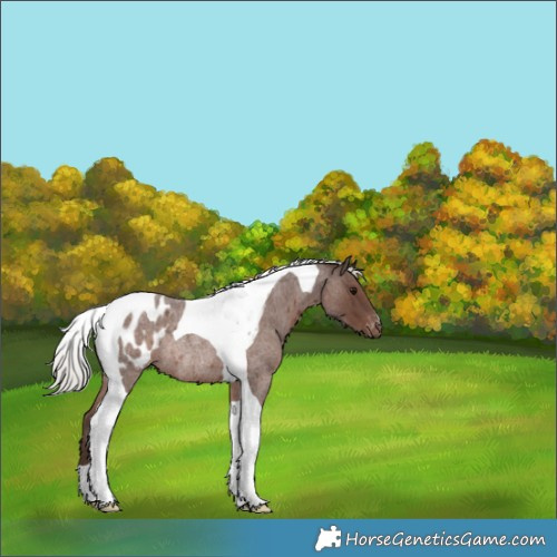 Horse Color:Silver Blue Roan Tobiano Blanket Rabicano 