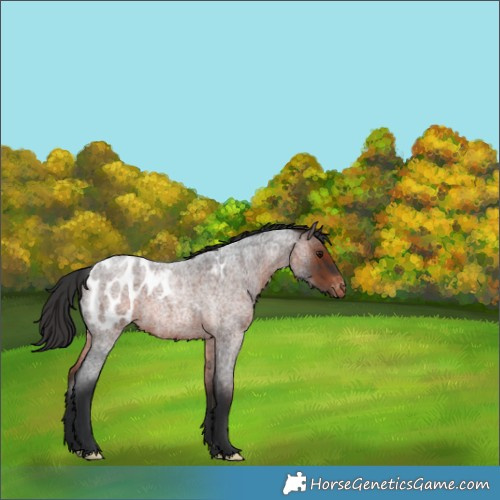 Horse Color:Brown Roan Blanket 