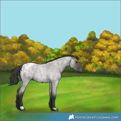 Horse Color:Grullo Roan Blanket 