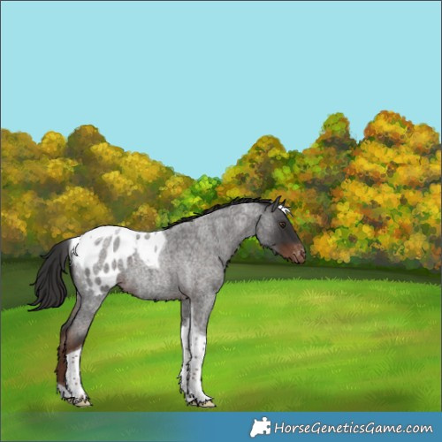 Horse Color:Liver Red Roan Tobiano Appaloosa 