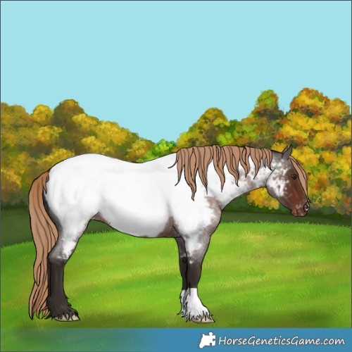 Horse Color:Liver Red Roan Near Fewspot 