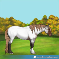 Horse Color:Liver Red Roan Near Fewspot 