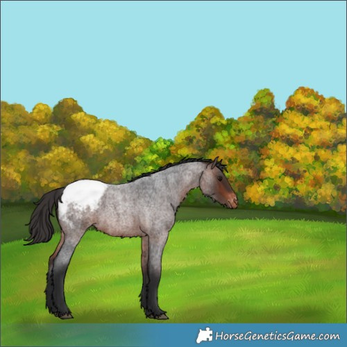Horse Color:Brown Roan Snowcap Rabicano 