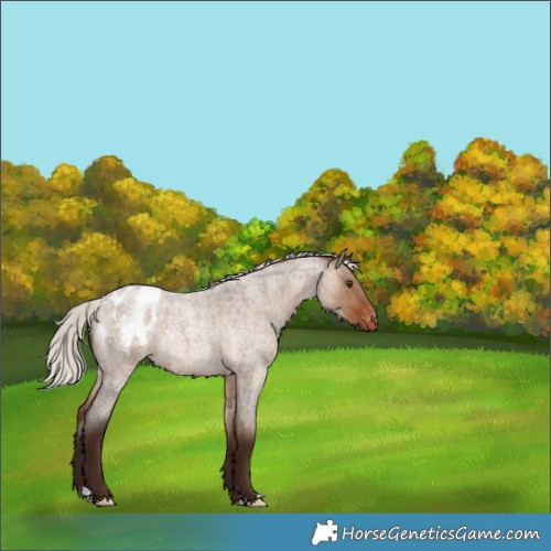 Horse Color:Silver Brown Roan Dun Blanket Rabicano 