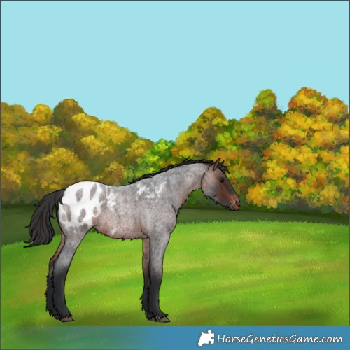 Horse Color:Brown Roan Appaloosa 
