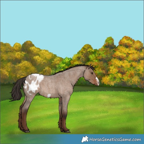 Horse Color:Liver Red Dun Roan Frame Appaloosa Rabicano 