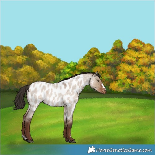 Horse Color:Liver Red Dun Roan Appaloosa
