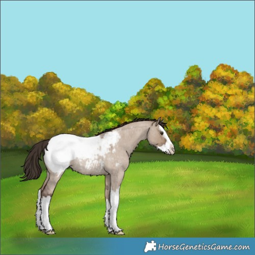 Horse Color:Liver Red Dun Roan Splash Appaloosa Rabicano 