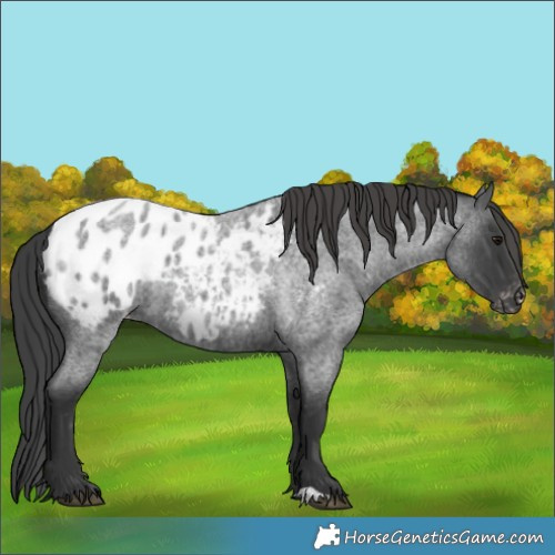 Horse Color:Blue Roan Blanket Rabicano 
