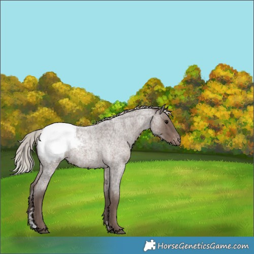 Horse Color:Silver Blue Roan Appaloosa 