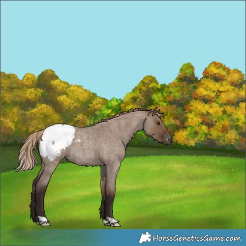 Horse Color:Liver Red Dun Roan Appaloosa 