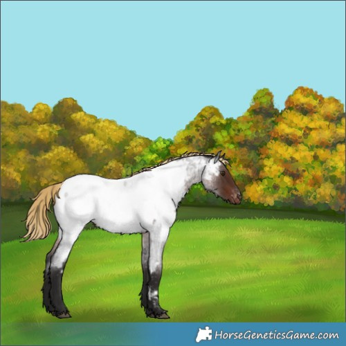 Horse Color:Liver Red Roan Near Fewspot Rabicano 