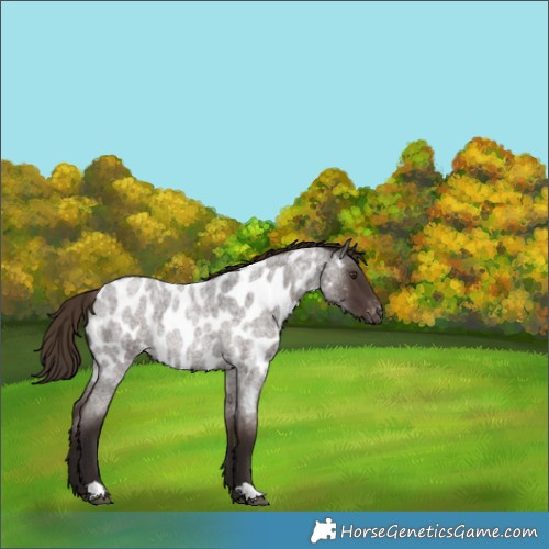 Horse Color:Liver Red Roan Appaloosa Rabicano 