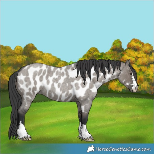 Horse Color:Grullo Roan Appaloosa