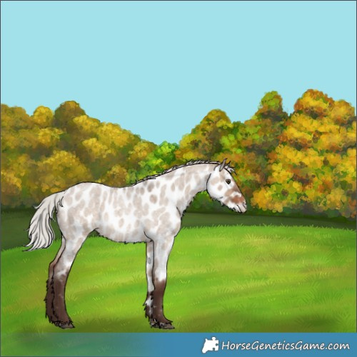 Horse Color:Silver Brown Roan Dun Near Leopard 