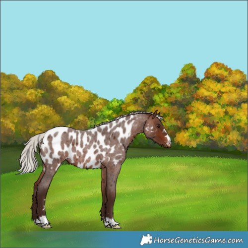 Horse Color:Silver Brown Roan Near Leopard 