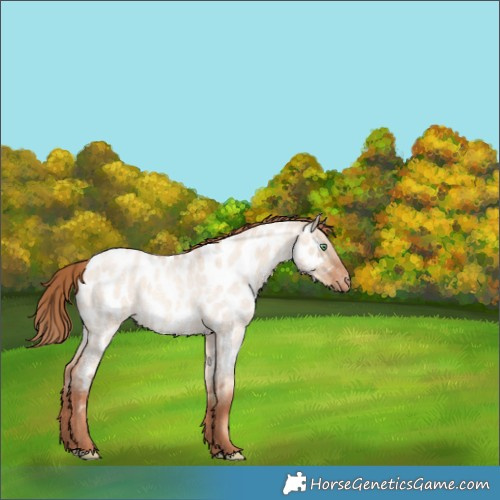 Horse Color:Gold Champagne Roan Dun Near Leopard Rabicano 