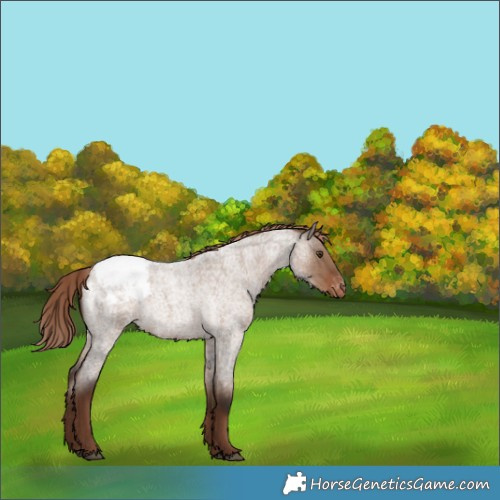 Horse Color:Liver Red Dun Roan Appaloosa Rabicano 