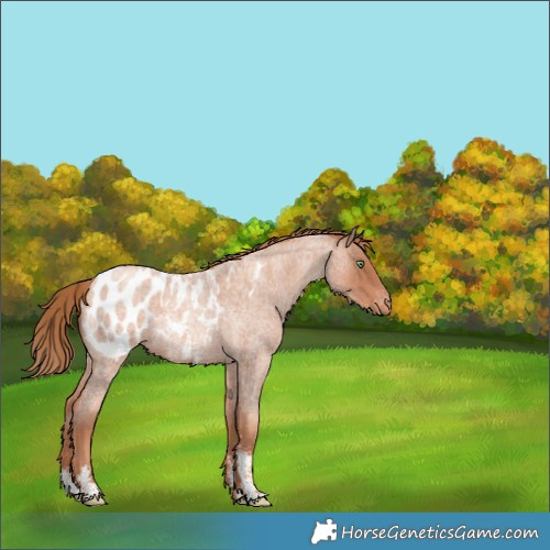 Horse Color:Gold Champagne Roan Sabino Appaloosa 