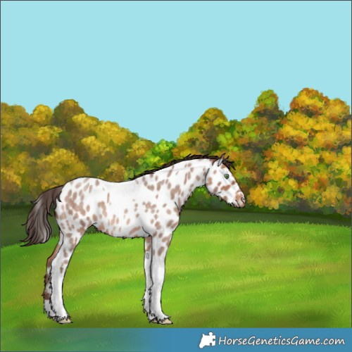 Horse Color:Sable Champagne Roan Tobiano Appaloosa 