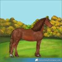 Horse Color:Chestnut 
