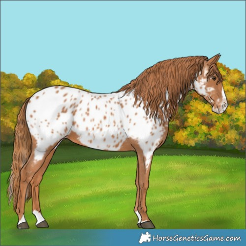 Horse Color:Chestnut Splash Appaloosa 
