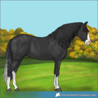 Horse Color:Black Splash