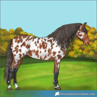 Horse Color:Bay Appaloosa 